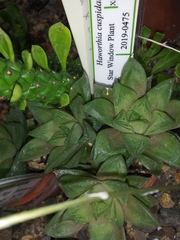Haworthia