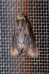 Dasylophia thyatiroides