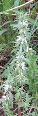 Monarda citriodora austromontana