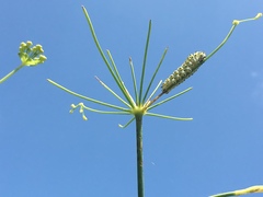 Peucedanum