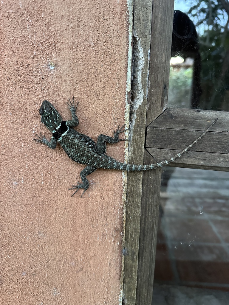 Buller's Spiny Lizard