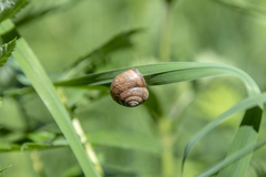 Fruticicola fruticum