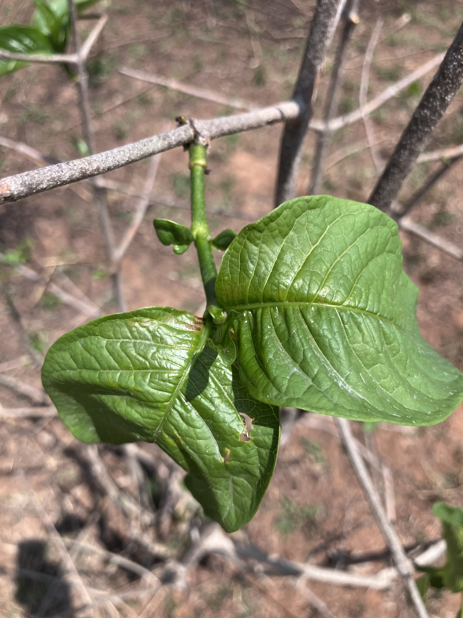 Voa Vanga (Vangueria madagascariensis)