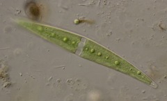 Closterium closterioides