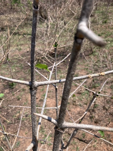 Image of Vangueria madagascariensis by no rights reserved