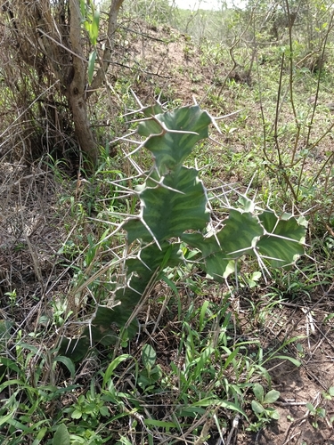 Euphorbia grandicornis, photograph 4