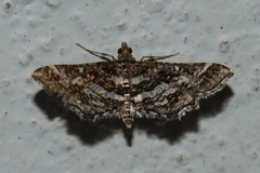 Diasemiopsis ramburialis
