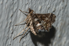 Diasemiopsis ramburialis