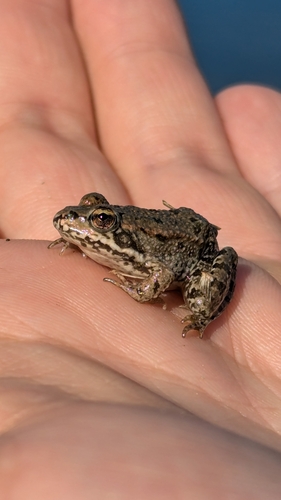 Marsh Frog
