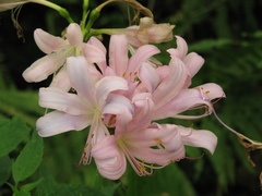 Lycoris squamigera