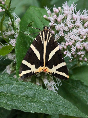 Jersey Tiger
