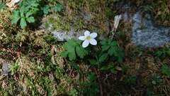 Ellisiophyllum pinnatum