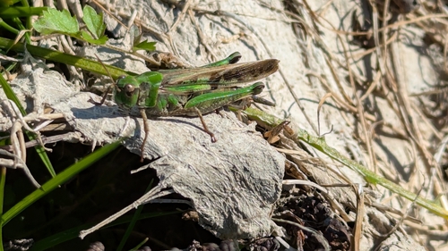 Slender Green-winged Grasshopper
