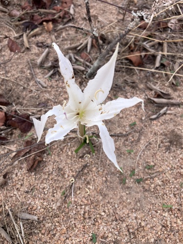 Image of Crinum walteri by no rights reserved