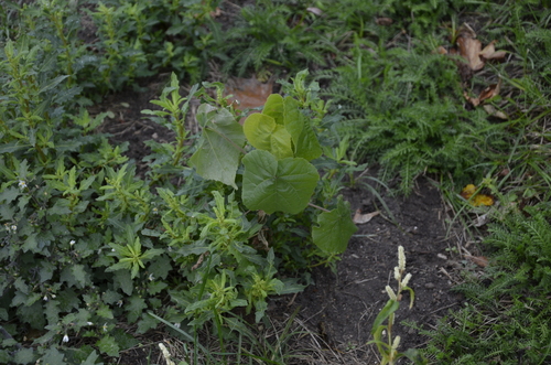 Наблюдение на iNaturalist