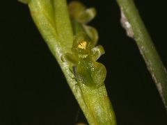 Microtis orbicularis