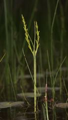 Microtis orbicularis