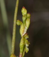 Microtis orbicularis