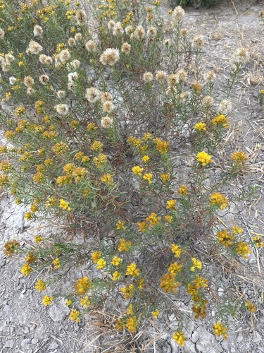 Drummond's Goldenbush (Isocoma drummondii)
