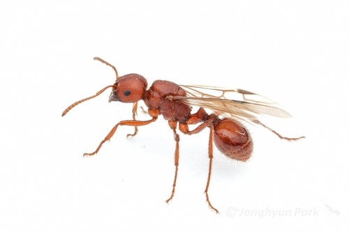寄生须蚁Pogonomyrmex anergismus