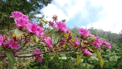 Rhododendron breviperulatum