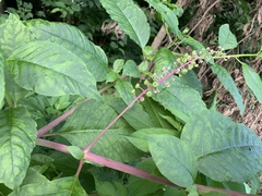 Phytolacca americana