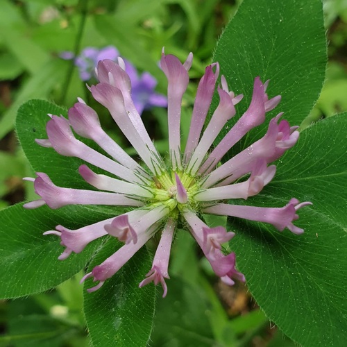 Šilinis dobilas nuotrauka