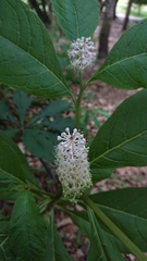 Phytolacca japonica