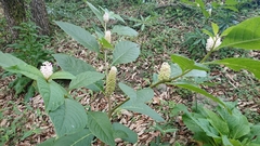 Phytolacca japonica