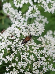 Anastrangalia dubia