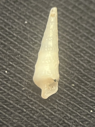 Terebra vinosa, 2024-10-27