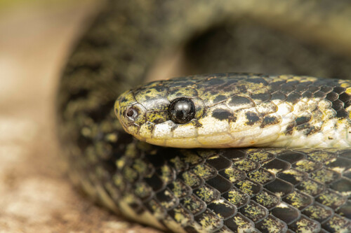 Tarascan Earth Snake