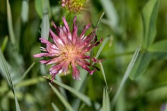 Tragopogon porrifolius
