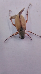 Macrodactylus subspinosus