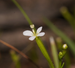 Stylidium despectum