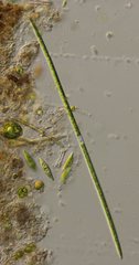 Closterium lineatum
