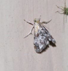 Dicymolomia grisea