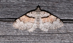Xanthorhoe packardata