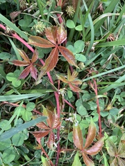 Parthenocissus quinquefolia