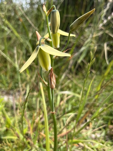Image of Albuca cooperi by (c) safiyyah hattas, some rights reserved (CC BY)