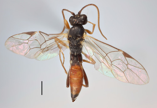 Asthenara scabricula