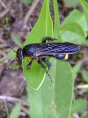 Scolia oculata