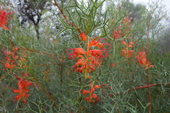 Grevillea dielsiana