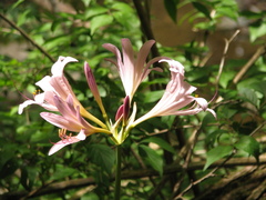 Lycoris squamigera