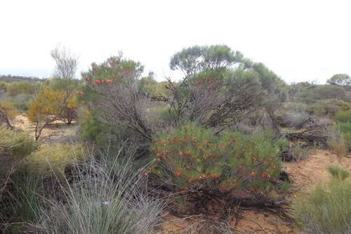 Image of Grevillea dielsiana by (c) Thibaud Aronson, some rights reserved (CC BY-SA)