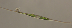 Closterium setaceum