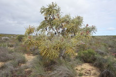 Banksia speciosa