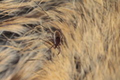 Ixodes ricinus