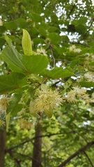 Tilia