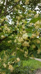 Tilia